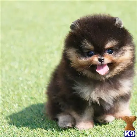 Pomeranian puppy for sale