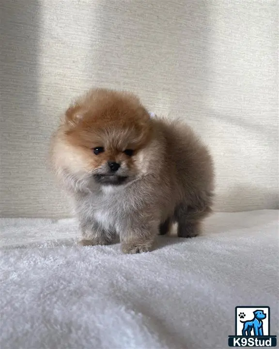 Pomeranian