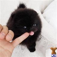 Pomeranian