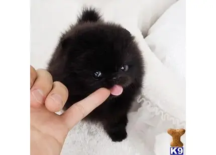 Pomeranian