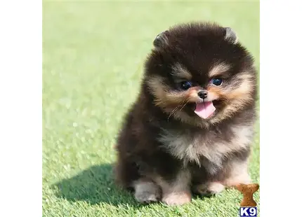 Pomeranian