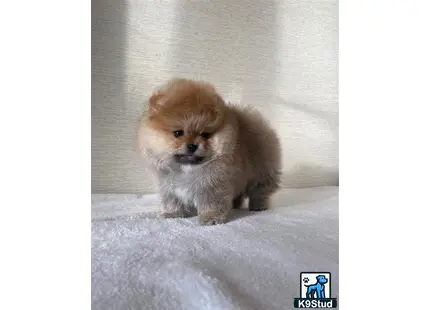 Pomeranian