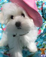 maltese puppy posted by dorasmith