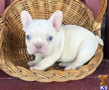 french bulldog puppy posted by doraymorgan