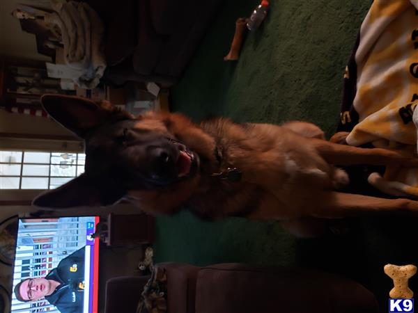 a german shepherd dog with a surprised expression