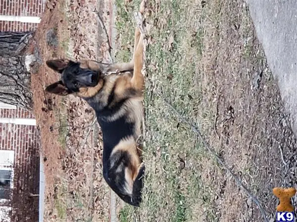 German Shepherd stud dog