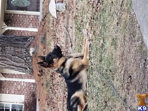 German Shepherd stud dog