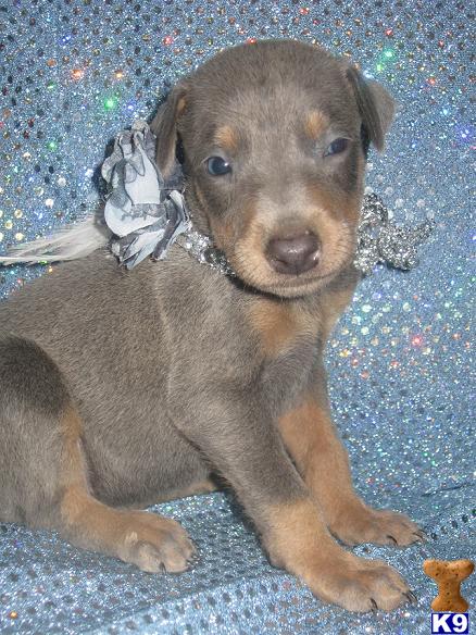 king doberman puppies for sale doberman pinscher puppy for sale king blue 6 years king doberman puppies for sale doberman pinscher puppy for sale king blue 6 years