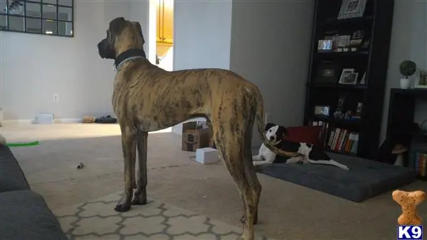 Great Dane stud dog