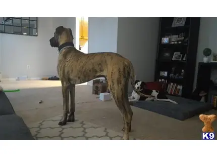 Great Dane