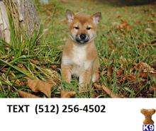 shiba inu puppy posted by dorothymark