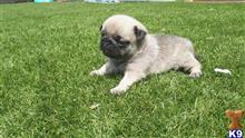 pug puppy posted by dorothyshunter