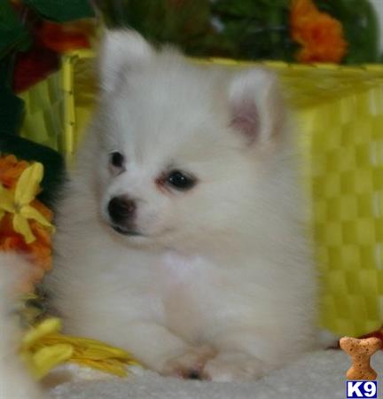 pomeranian puppy posted by dorothyspencer