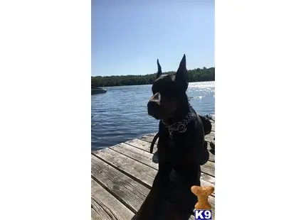 Doberman Pinscher