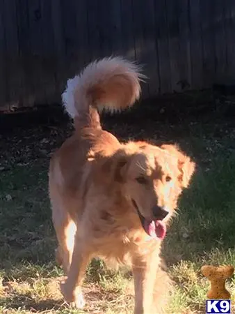 Golden Retriever stud dog