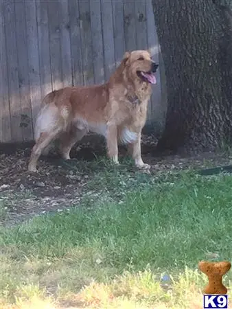 Golden Retriever stud dog