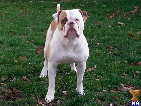 American Bulldog stud dog