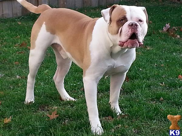 American Bulldog stud dog