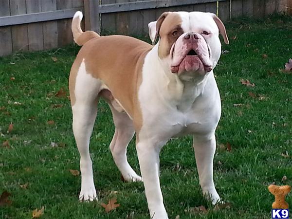 American Bulldog stud dog