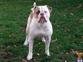 American Bulldog stud dog: White and tan American Bulldog standing on grass