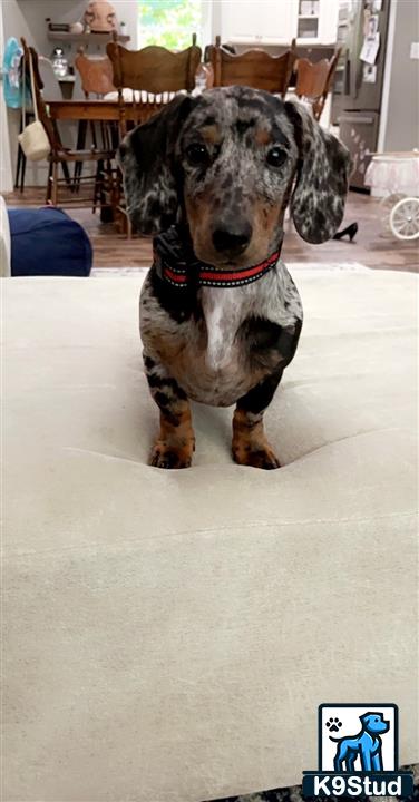 a dachshund dog sitting on a carpet