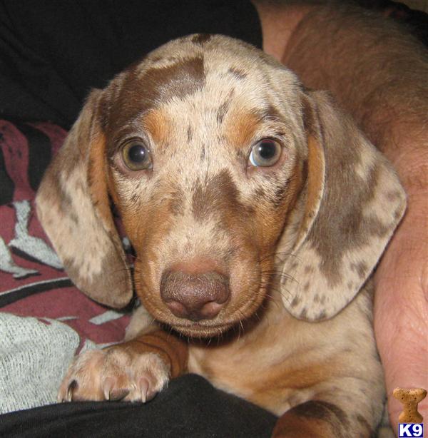 dachshund puppy posted by doxiedivas