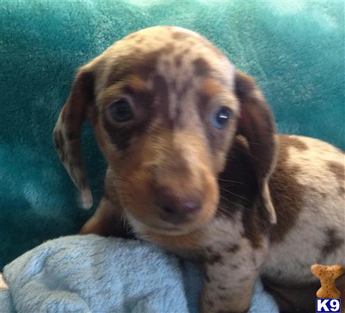 dachshund puppy posted by doxiedivas