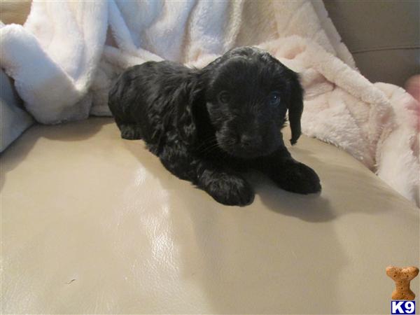 teacup maltipoo puppies for sale in nc maltipoo breeders near raleigh nc breeds picture teacup maltipoo puppies for sale in nc maltipoo breeders near raleigh nc breeds picture