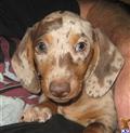 dachshund puppy posted by doxiedivas