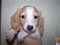 dachshund puppy posted by doxiedivas