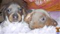 dachshund puppy posted by doxiedivas