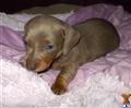 dachshund puppy posted by doxiedivas