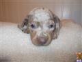 dachshund puppy posted by doxiedivas