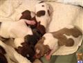 dachshund puppy posted by doxiedivas