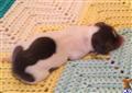 dachshund puppy posted by doxiedivas