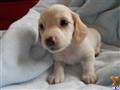 dachshund puppy posted by doxiedivas