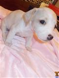 dachshund puppy posted by doxiedivas