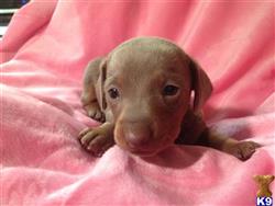 dachshund puppy posted by doxiedivas