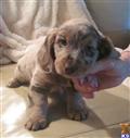 dachshund puppy posted by doxiedivas