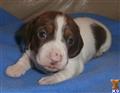 dachshund puppy posted by doxiedivas
