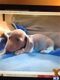 dachshund puppy posted by doxiedivas