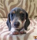 dachshund puppy posted by doxiedivas