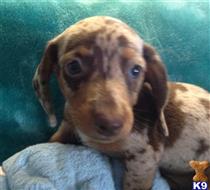 dachshund puppy posted by doxiedivas