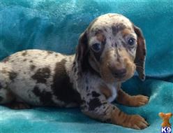 dachshund puppy posted by doxiedivas