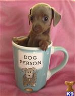 dachshund puppy posted by doxiedivas