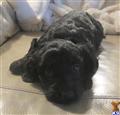 maltipoo puppy posted by doxiedivas