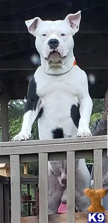American Bulldog stud dog
