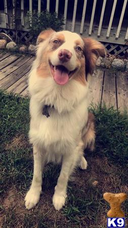 a australian shepherd dog sitting on grass