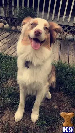 Australian Shepherd stud dog