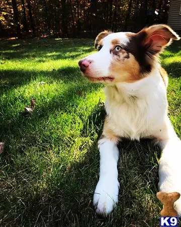 Australian Shepherd stud dog